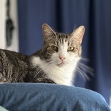 Entry image for Minton