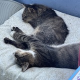 Entry image for Bob and White-foot