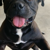 Entry image for Big Head