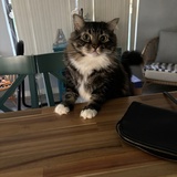 Entry image for Gentleman Kitty (aka Fat Cat)