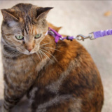 Entry image for Maja