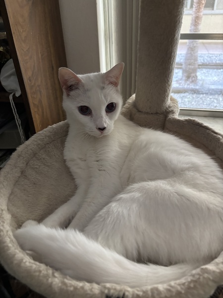 Pixie