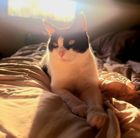 Chester