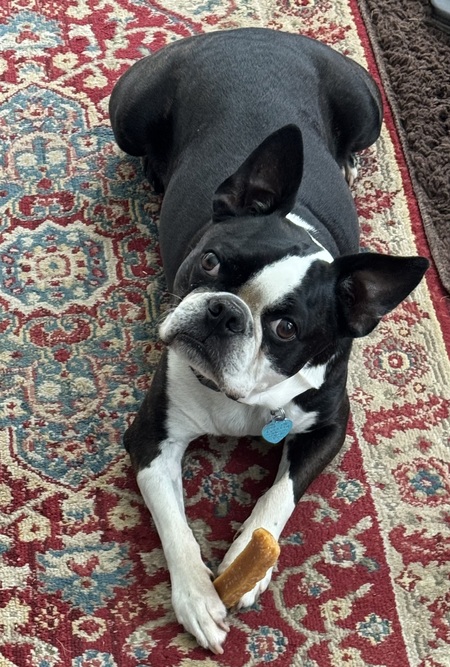 Entry image for Flynn. Clicking this image will show a larger photo