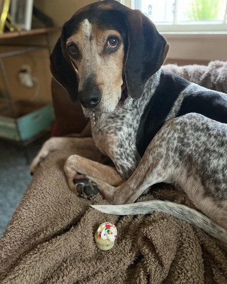 Entry image for Norman. Clicking this image will show a larger photo