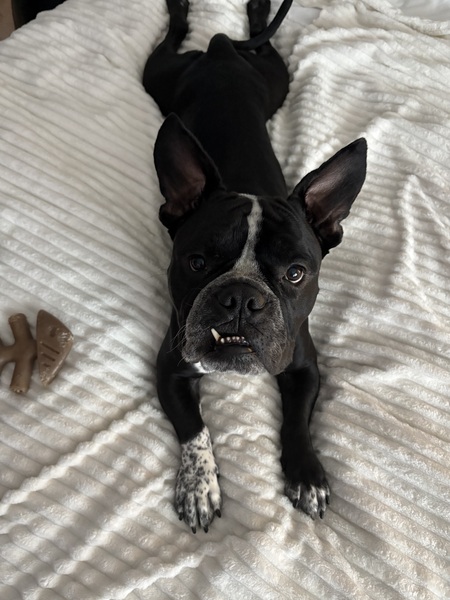 Entry image for Hammie. Clicking this image will show a larger photo