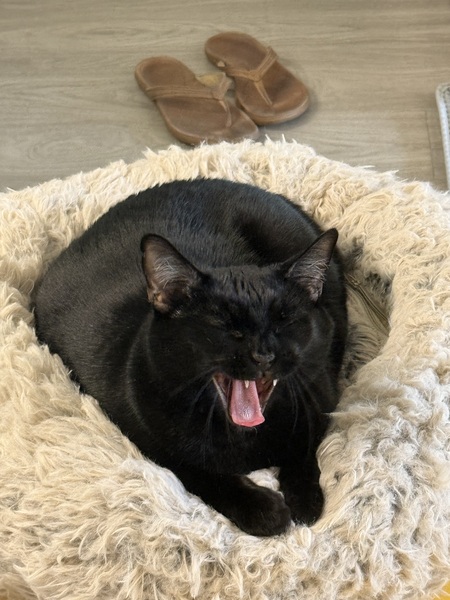 Entry image for Pancake. Clicking this image will show a larger photo