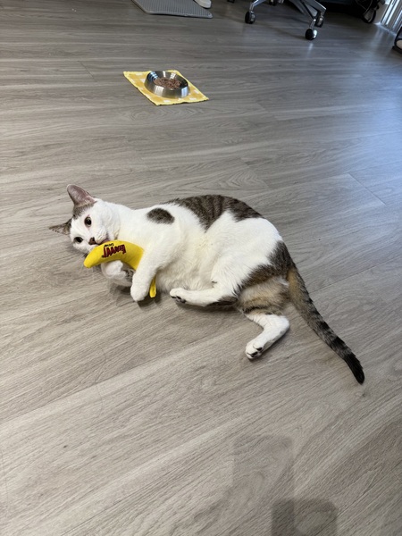 Entry image for Billy Bob. Clicking this image will show a larger photo