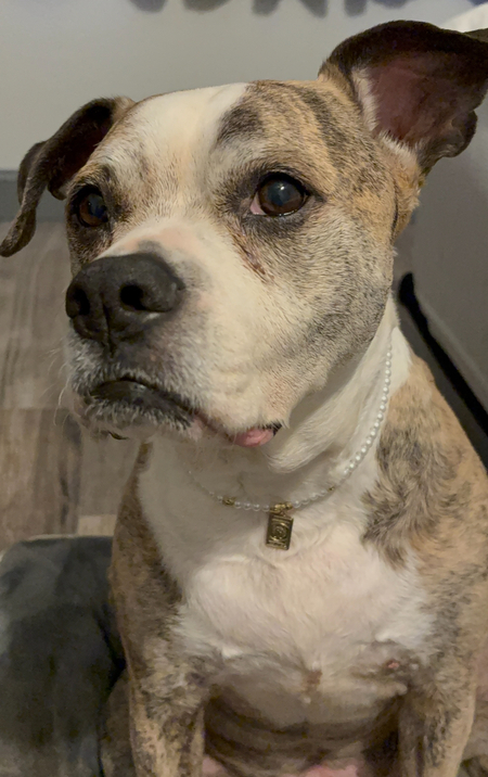 Entry image for Sadie. Clicking this image will show a larger photo