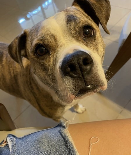 Sadie