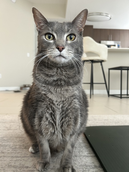 Entry image for Kona. Clicking this image will show a larger photo