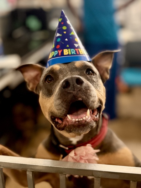 Entry image for Mary Ann - APR Adoptable. Clicking this image will show a larger photo