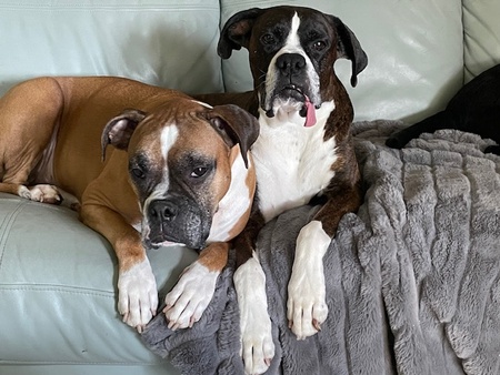 Entry image for Jax and Juno. Clicking this image will show a larger photo