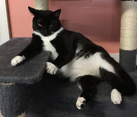 Entry image for Amigo - APR Adoptable. Clicking this image will show a larger photo