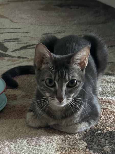 Entry image for Sage . Clicking this image will show a larger photo