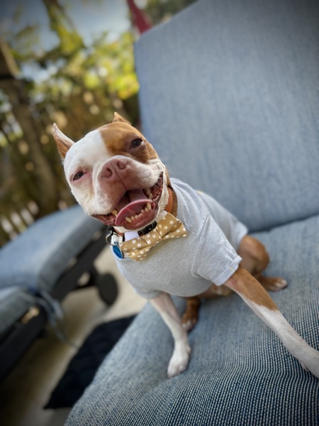 Entry image for Hammy. Clicking this image will show a larger photo