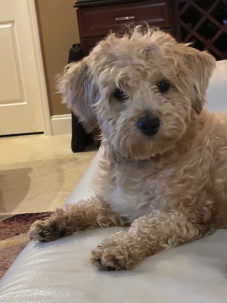 Louie 