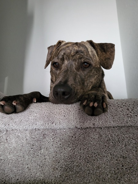 Entry image for Misty. Clicking this image will show a larger photo