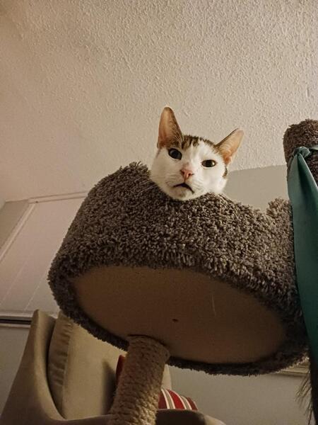 Entry image for Percy. Clicking this image will show a larger photo