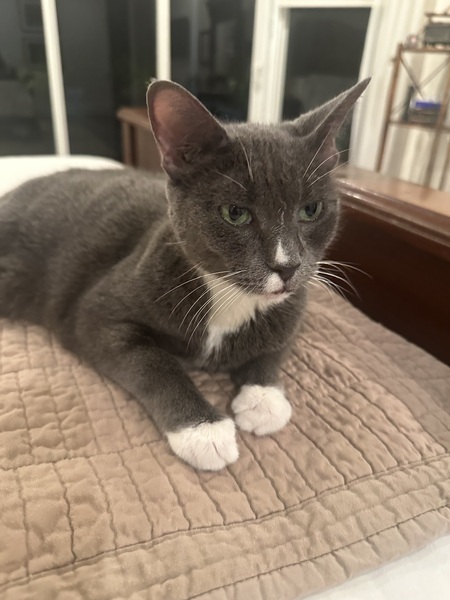 Entry image for Suki. Clicking this image will show a larger photo