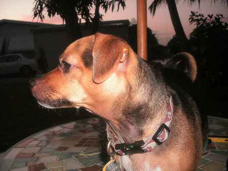 Entry image for Peanut. Clicking this image will show a larger photo