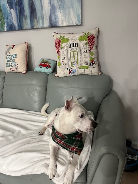 Entry image for Peanut. Clicking this image will show a larger photo