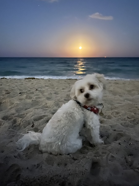 Entry image for Rupert. Clicking this image will show a larger photo