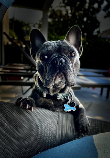 Entry image for Winston. Clicking this image will show a larger photo