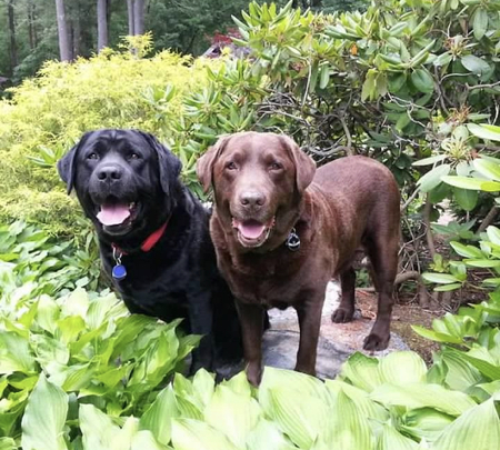 Entry image for Bear & Applejack. Clicking this image will show a larger photo