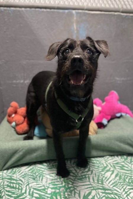 Entry image for Scraggles - APR Adoptable. Clicking this image will show a larger photo