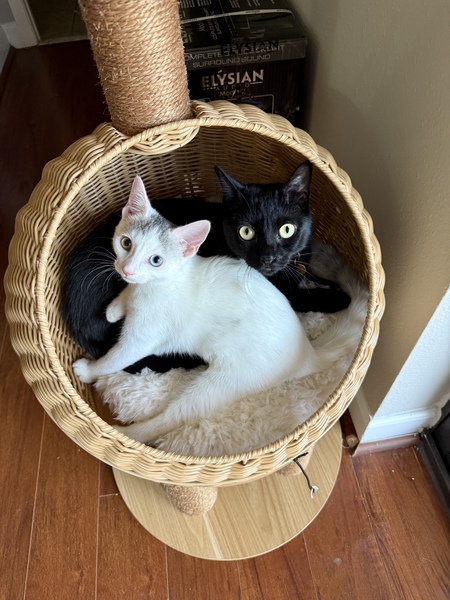 Entry image for Pluto & Freya. Clicking this image will show a larger photo