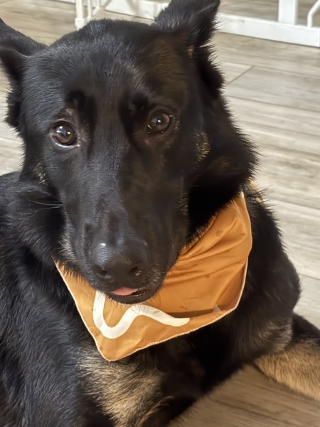 Entry image for Thor. Clicking this image will show a larger photo