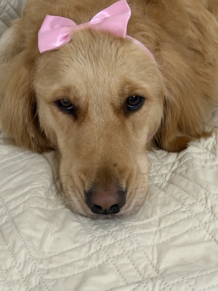 Entry image for  Belle. Clicking this image will show a larger photo