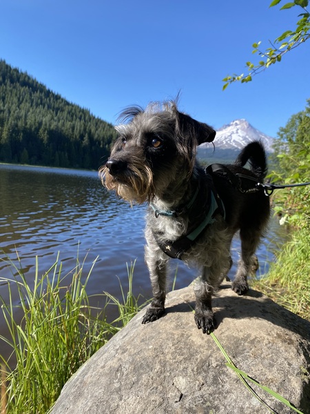 Entry image for Woody. Clicking this image will show a larger photo