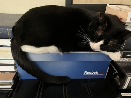 Entry image for  Binx. Clicking this image will show a larger photo