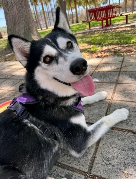 Entry image for Geraldine -  APR Adoptable . Clicking this image will show a larger photo