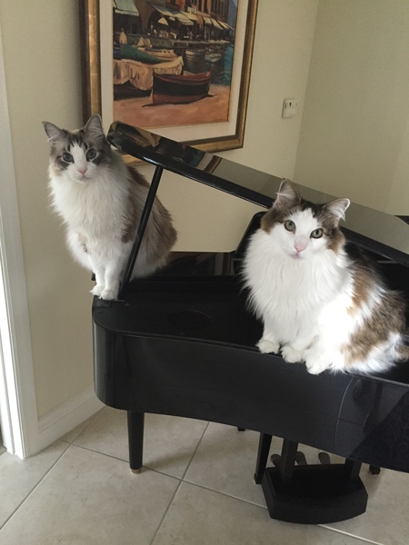 Entry image for Norman and Nelson. Clicking this image will show a larger photo