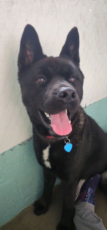 Entry image for Mushu - APR Adoptable. Clicking this image will show a larger photo