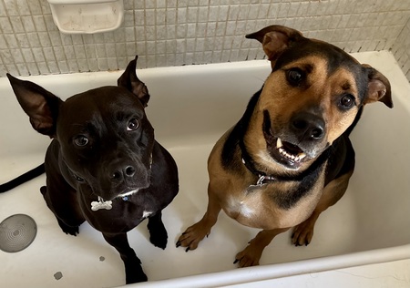 Entry image for Cruiser and Cash. Clicking this image will show a larger photo