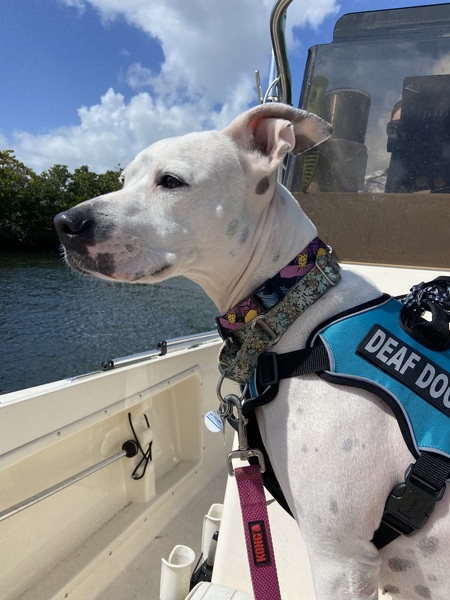 Entry image for Cocoa. Clicking this image will show a larger photo