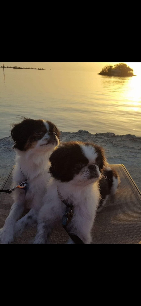 Entry image for LILY AND CHIP. Clicking this image will show a larger photo