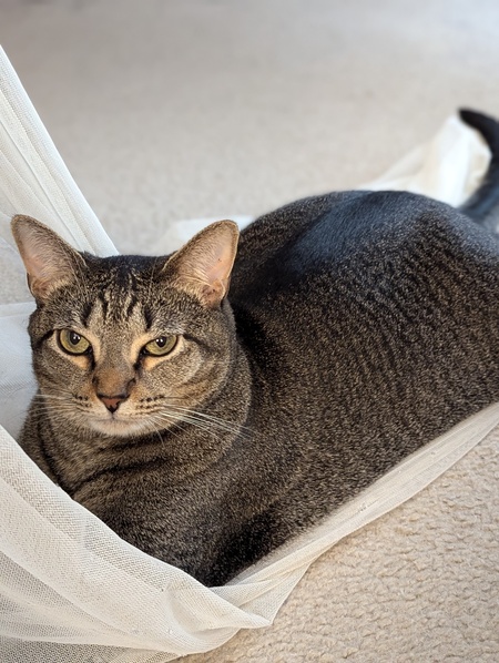 Entry image for Visa. Clicking this image will show a larger photo