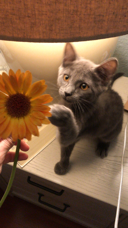 Entry image for Daisy. Clicking this image will show a larger photo