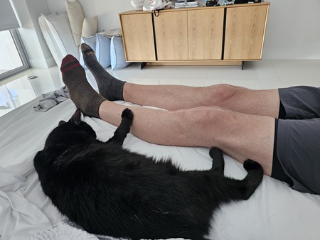 Entry image for Zai - APR Adoptable. Clicking this image will show a larger photo