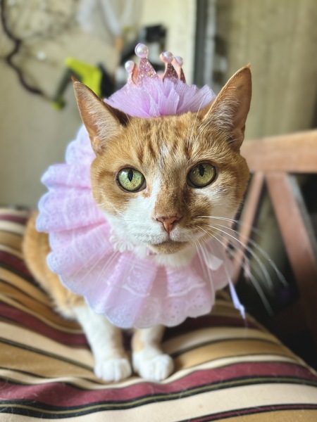 Entry image for Kylie. Clicking this image will show a larger photo