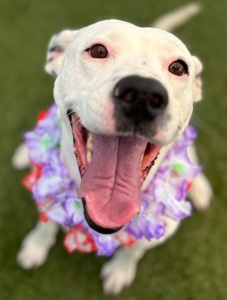 Entry image for Nana - APR Adoptable. Clicking this image will show a larger photo