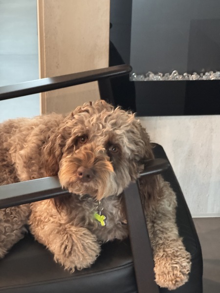 Entry image for Chip. Clicking this image will show a larger photo