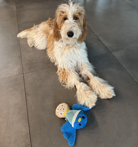 Entry image for Nova. Clicking this image will show a larger photo