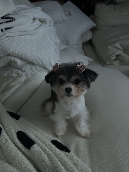 Entry image for Lola . Clicking this image will show a larger photo