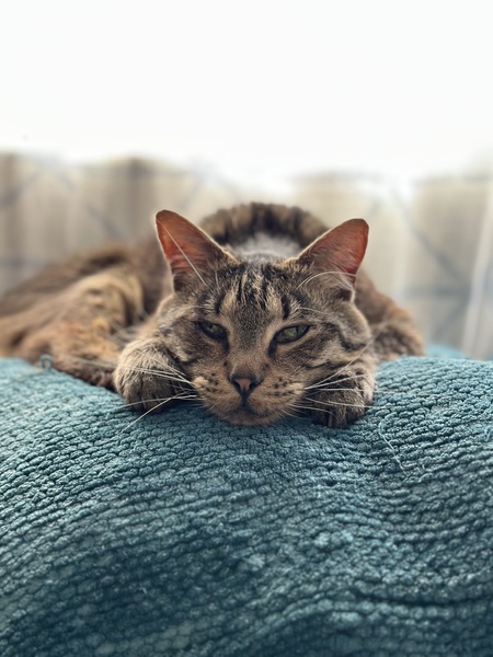 Entry image for Percy. Clicking this image will show a larger photo